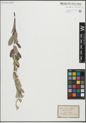 Foto von Salix repens L.